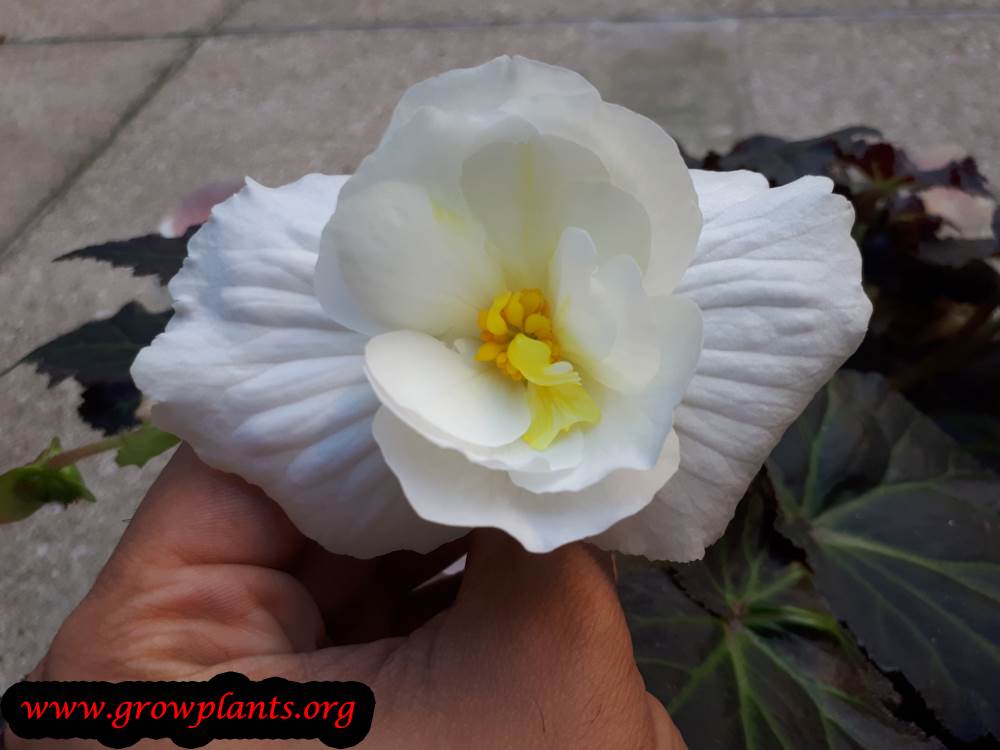 White Tuberous begonias
