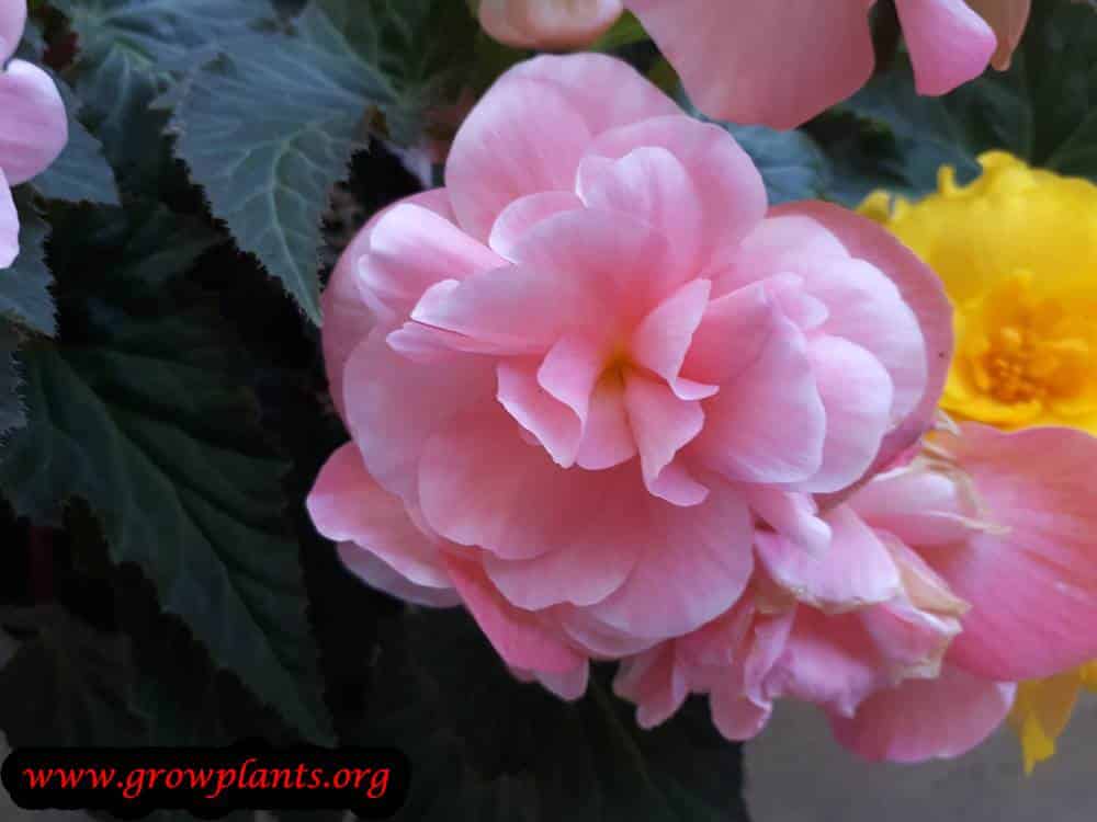 Tuberous begonias pink flowers