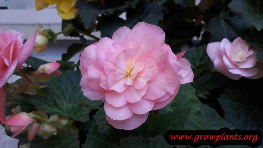 Tuberous begonias blooming