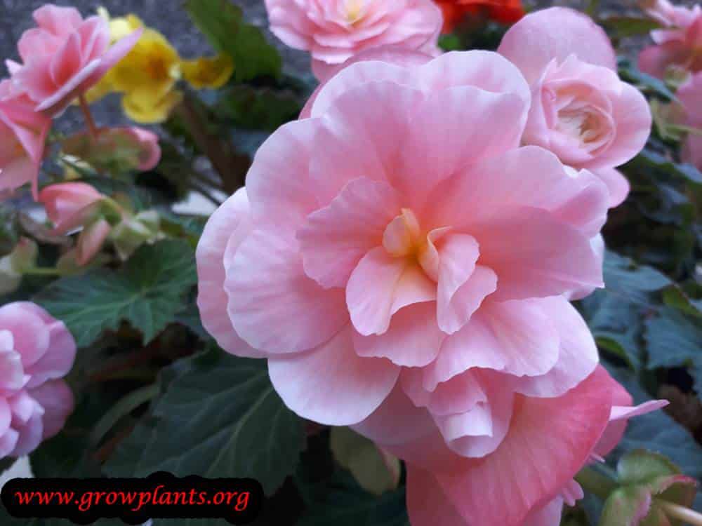Tuberous begonias blooming season