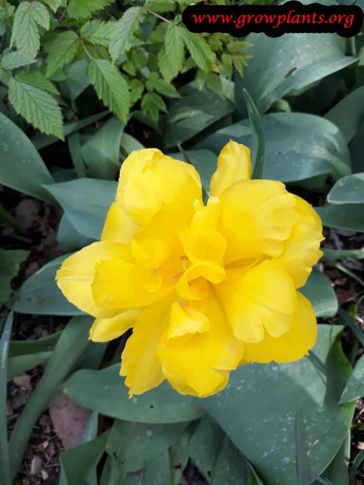 Tulip plant growing from bulb