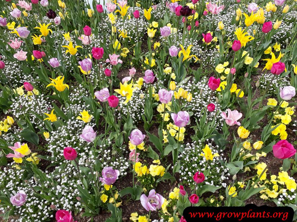 Tulip planting season