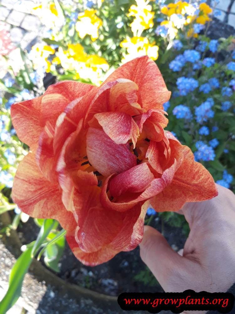 Tulip plant blooming