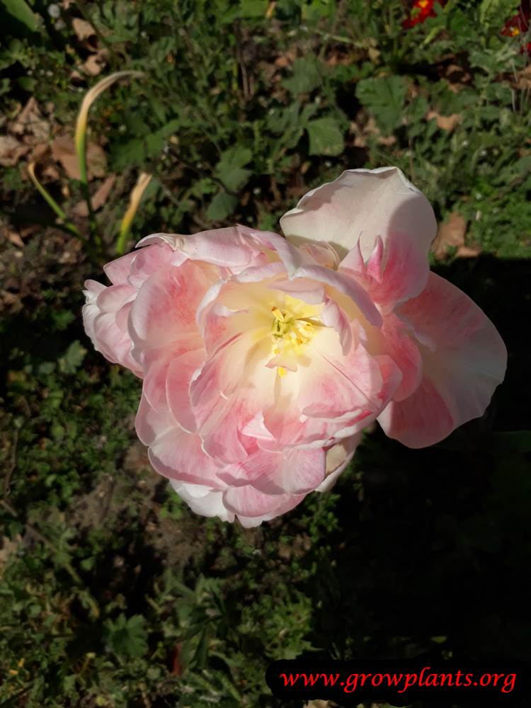 Tulip plant blooming season