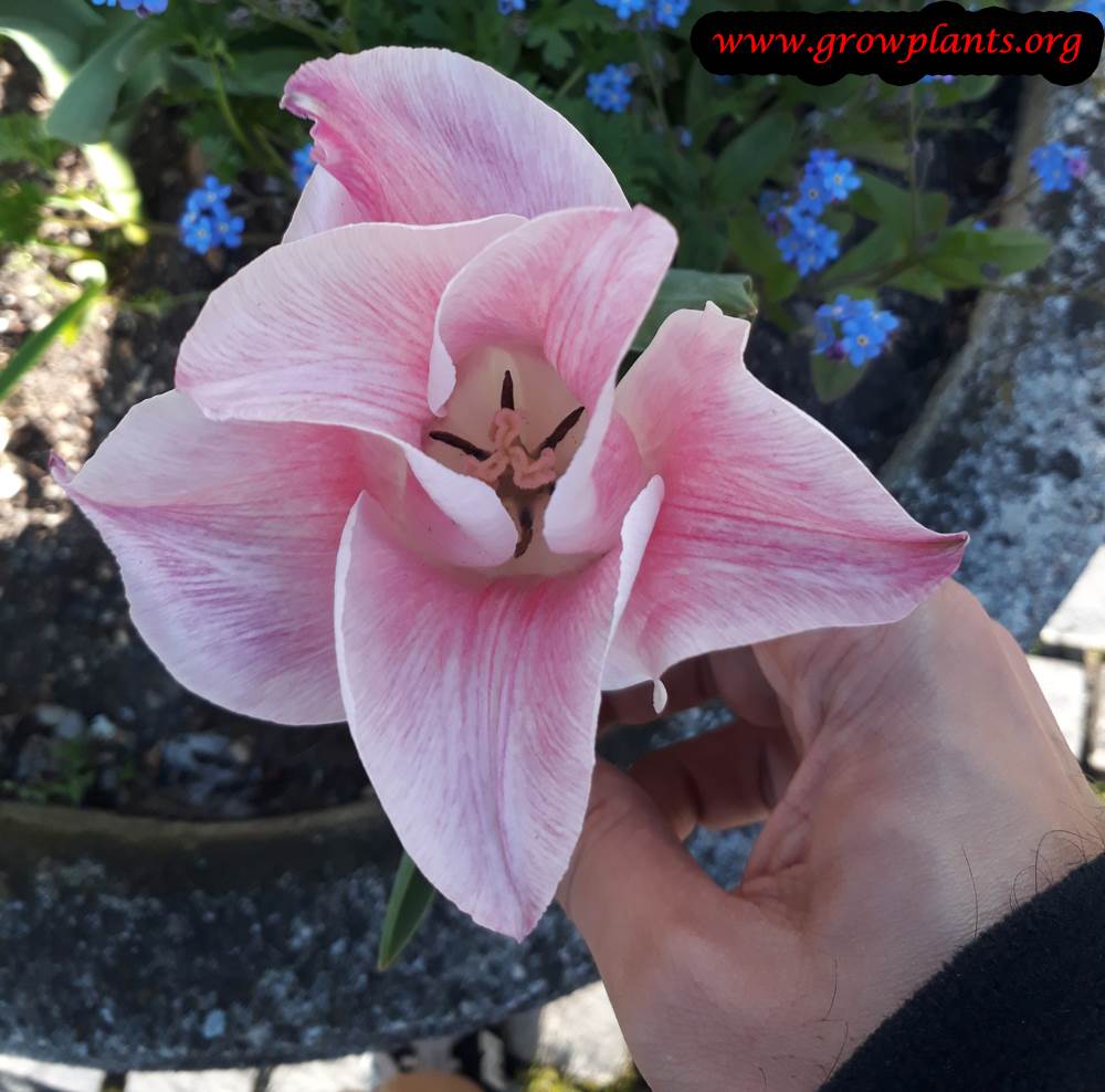 Tulip plant season to grow and flowers