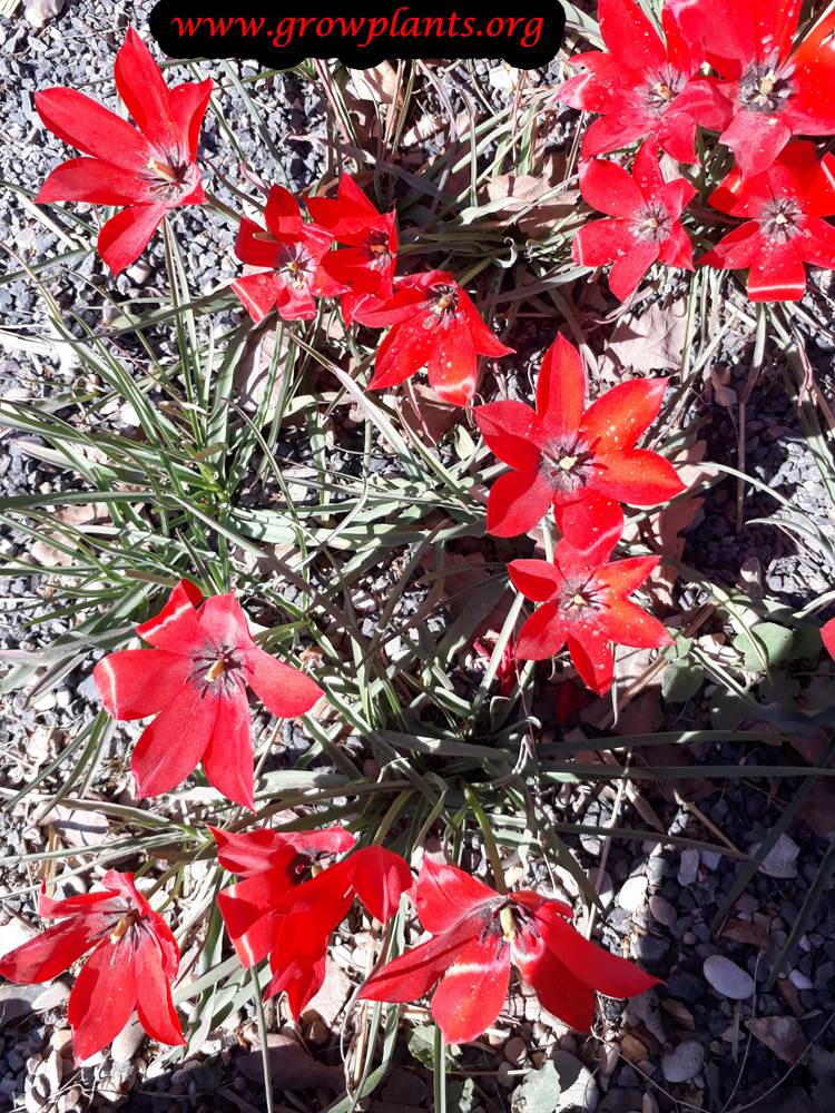 Tulipa linifolia plant care