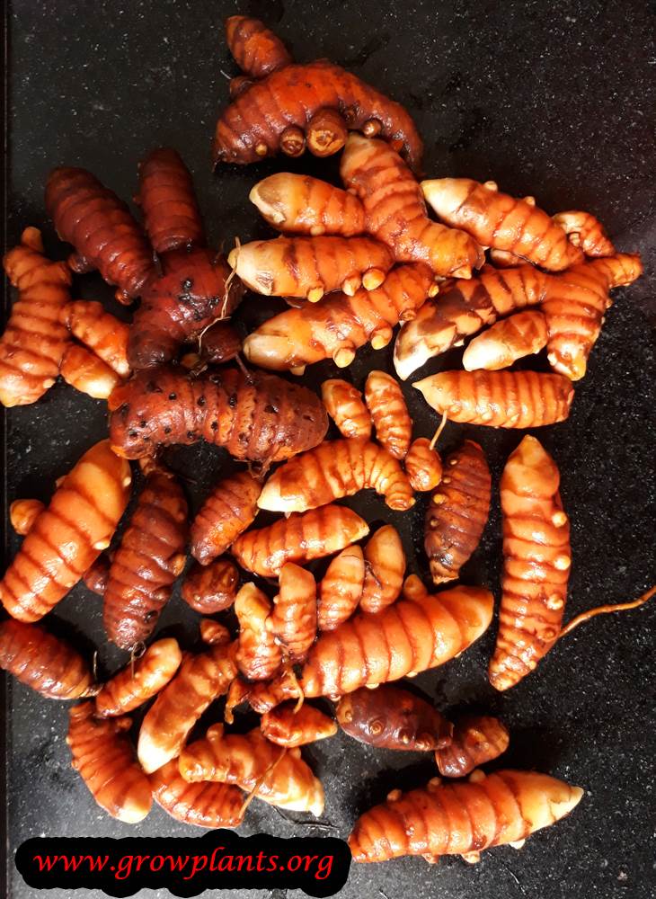 Turmeric roots