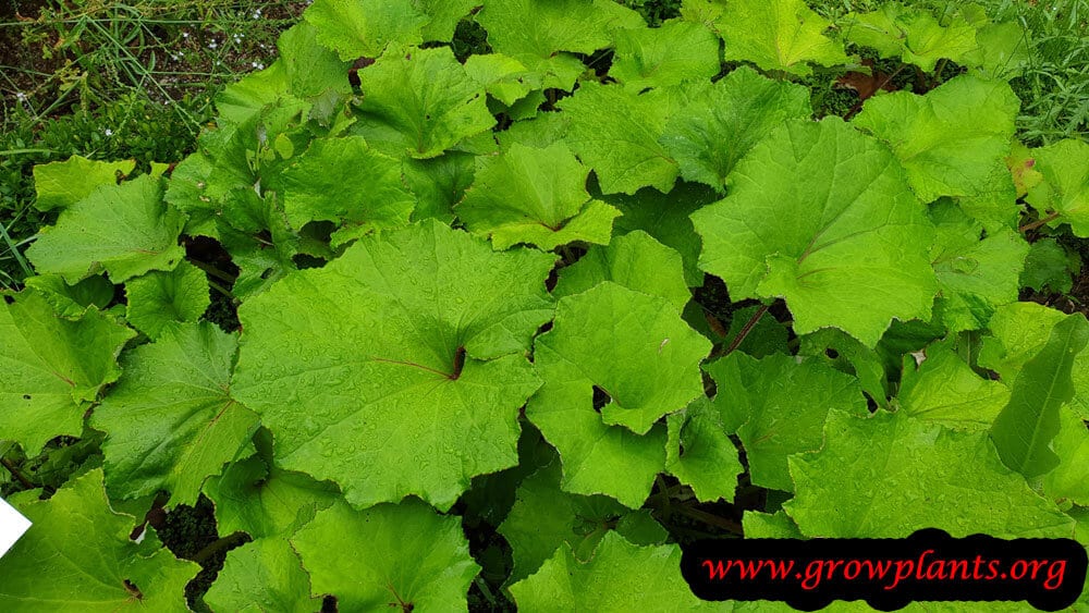 Tussilago farfara