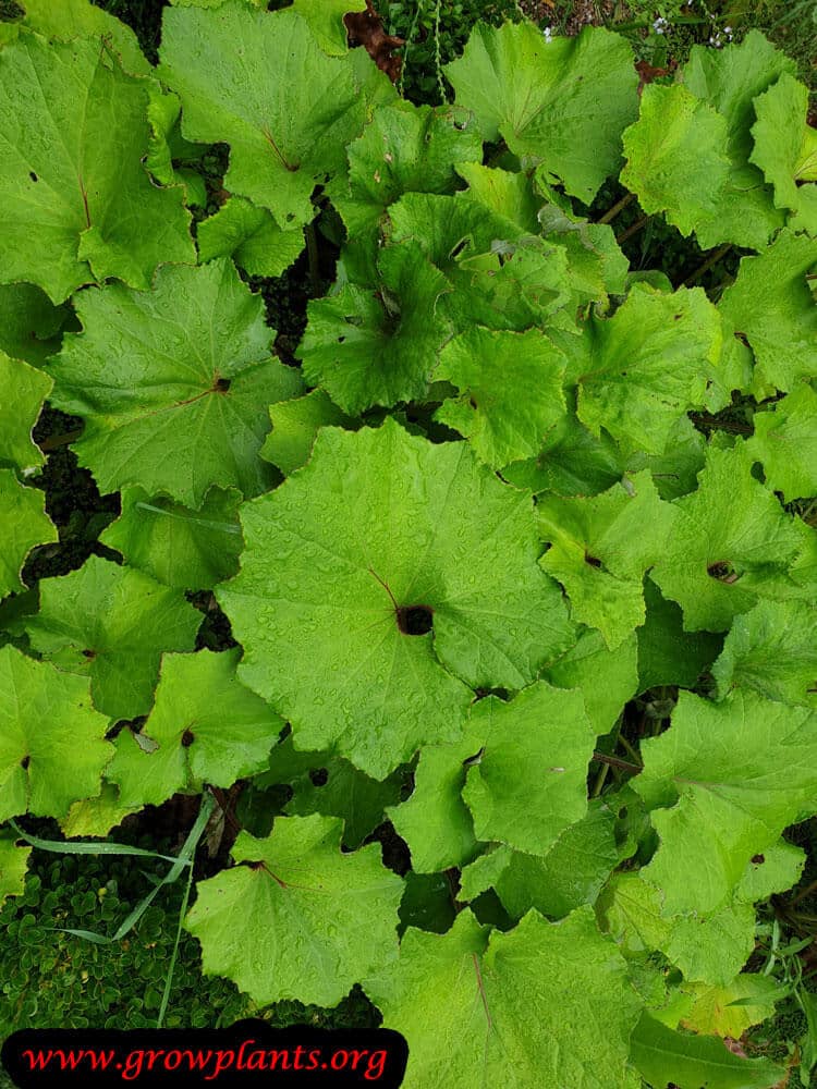 Tussilago farfara plant