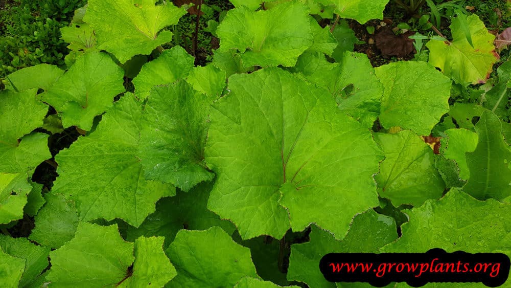 Tussilago farfara plant care