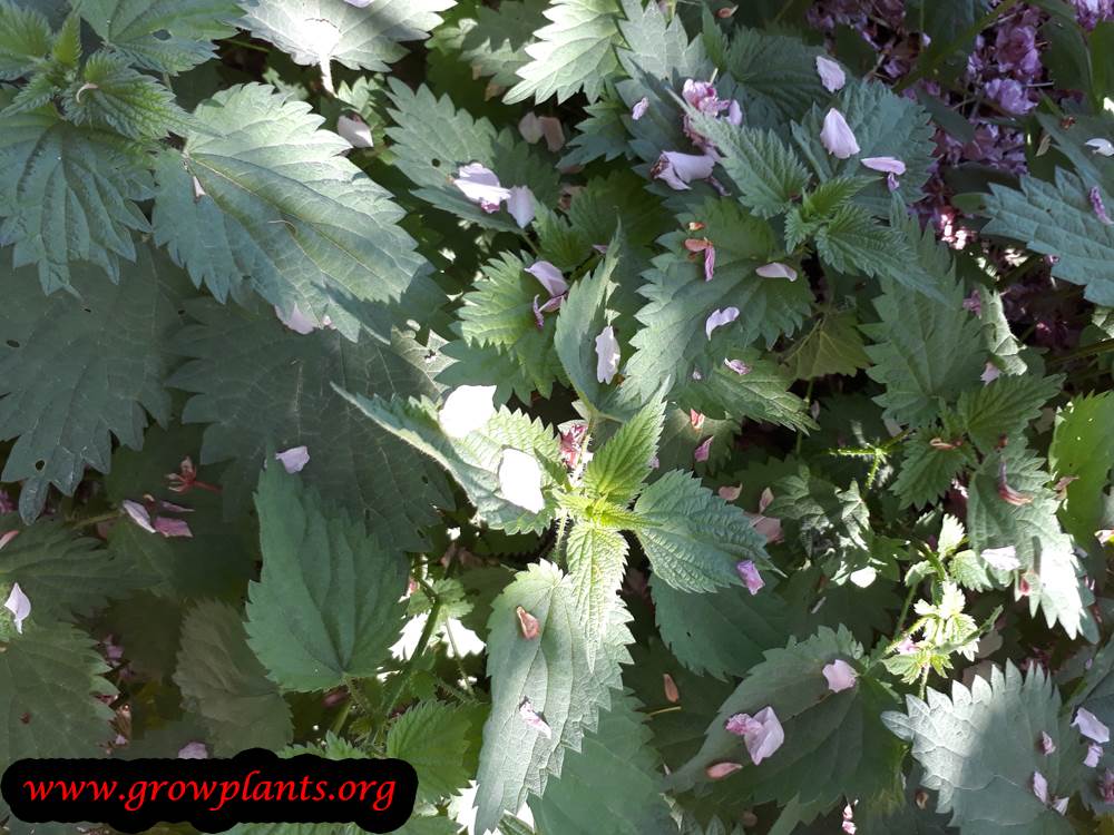 Urtica dioica plant