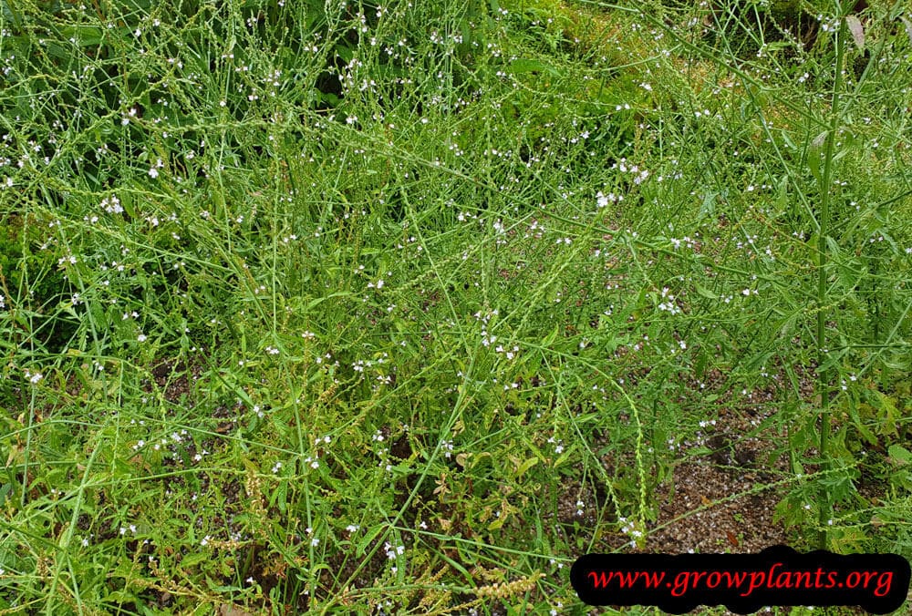 Verbena officinalis