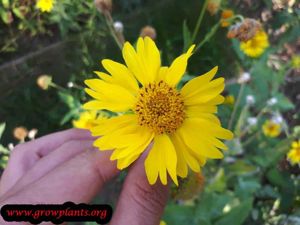 Verbesina encelioides flower