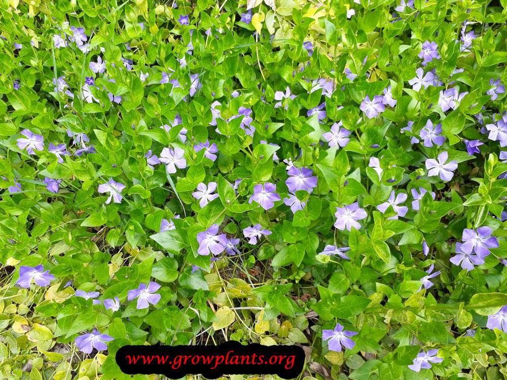 Vinca plant care