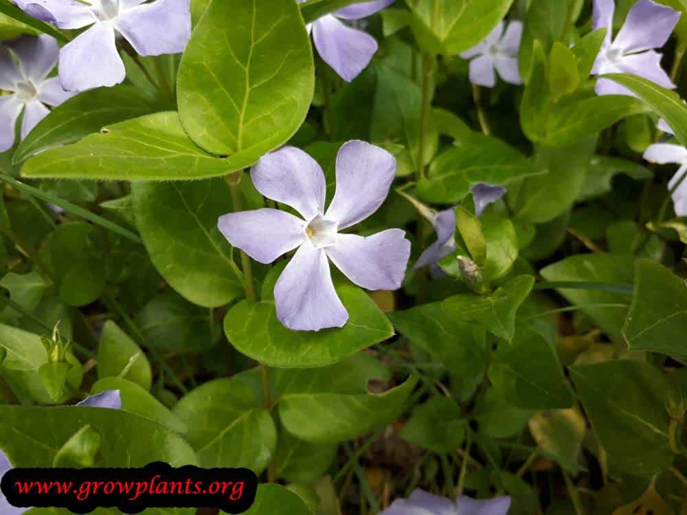 Vinca plant flower