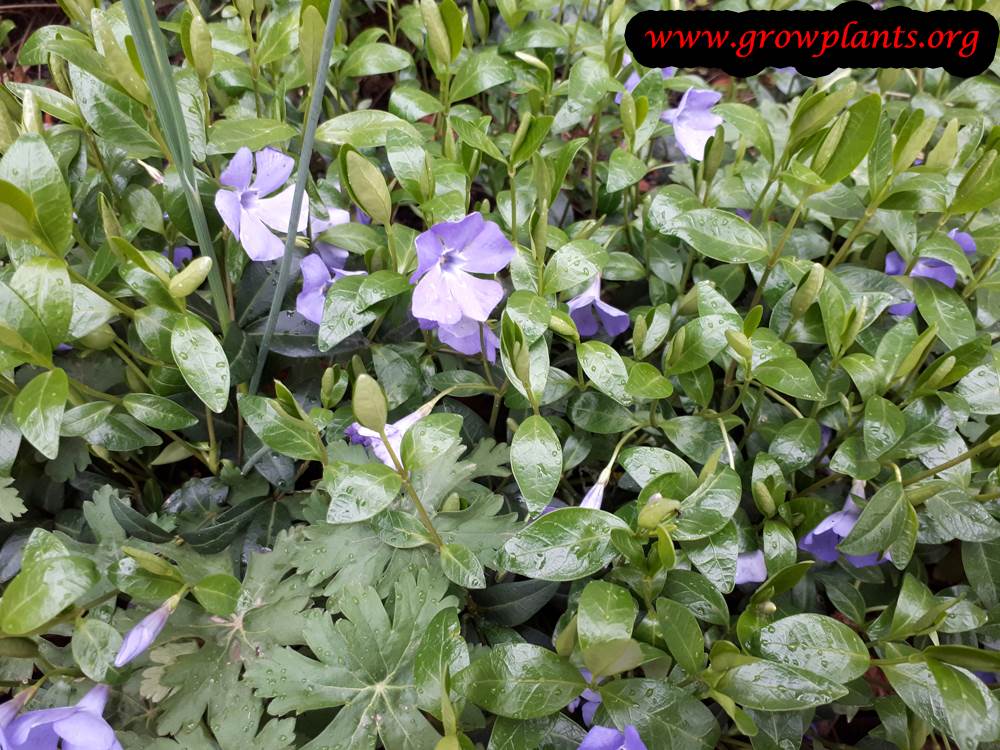 Vinca minor flower
