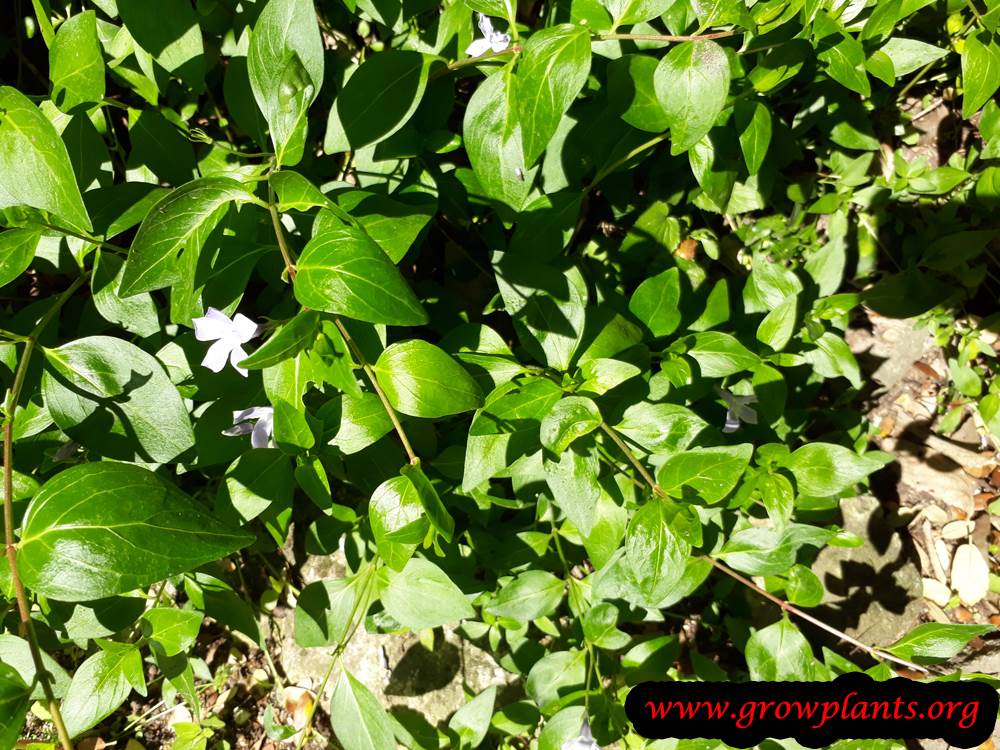 Vinca minor plant care