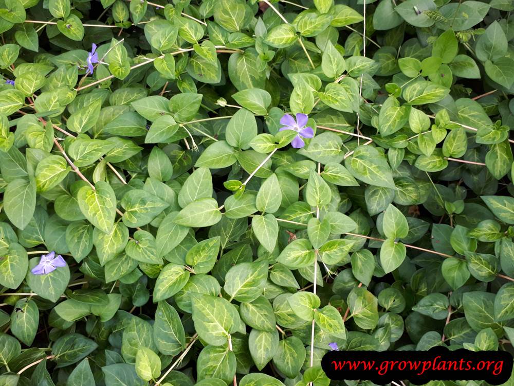 Vinca minor grow and care