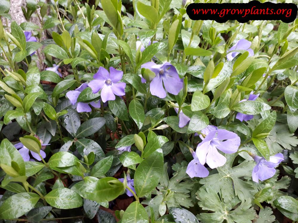 Vinca minor blooming season