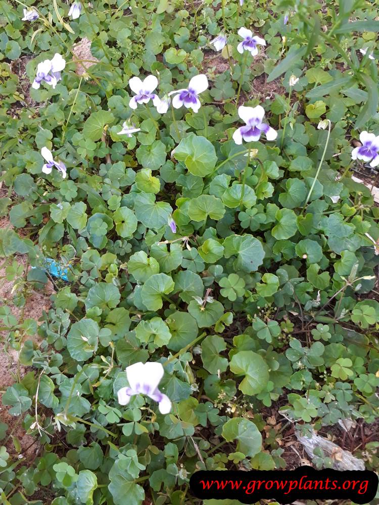 Viola hederacea How to grow & care