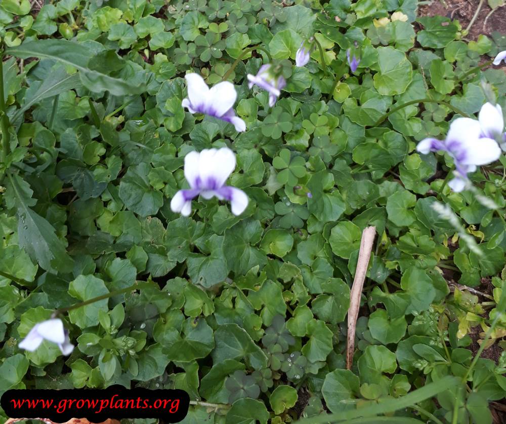 Viola hederacea How to grow & care