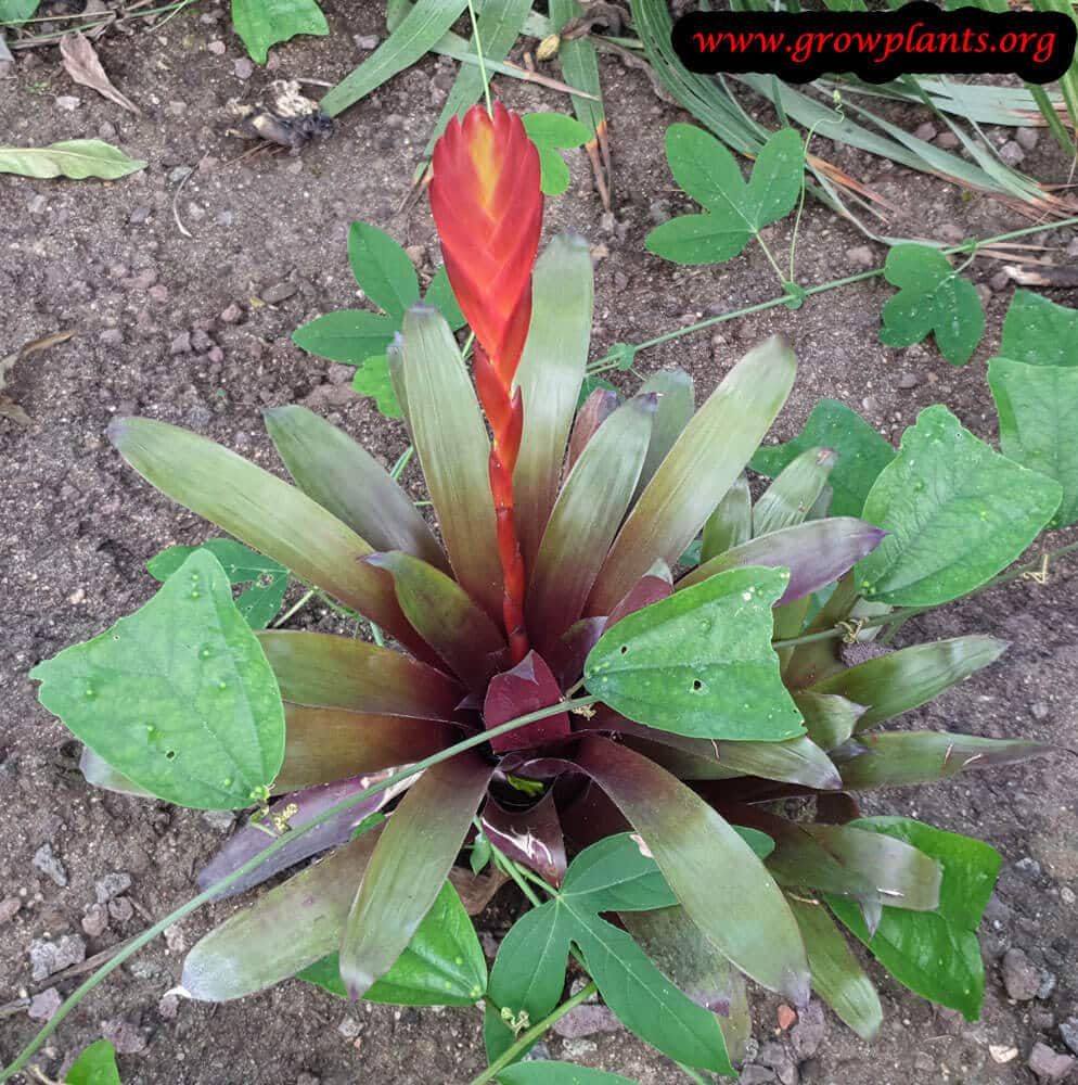 Vriesea heterostachys