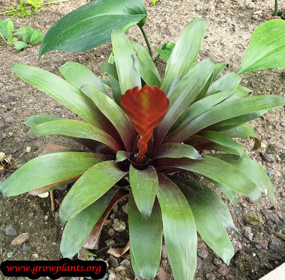 Vriesea heterostachys plant care
