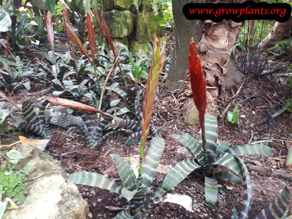 Vriesea splendens flower