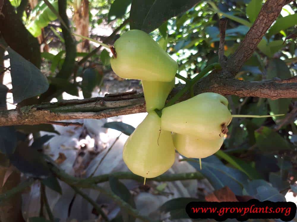 Wax apple tree care