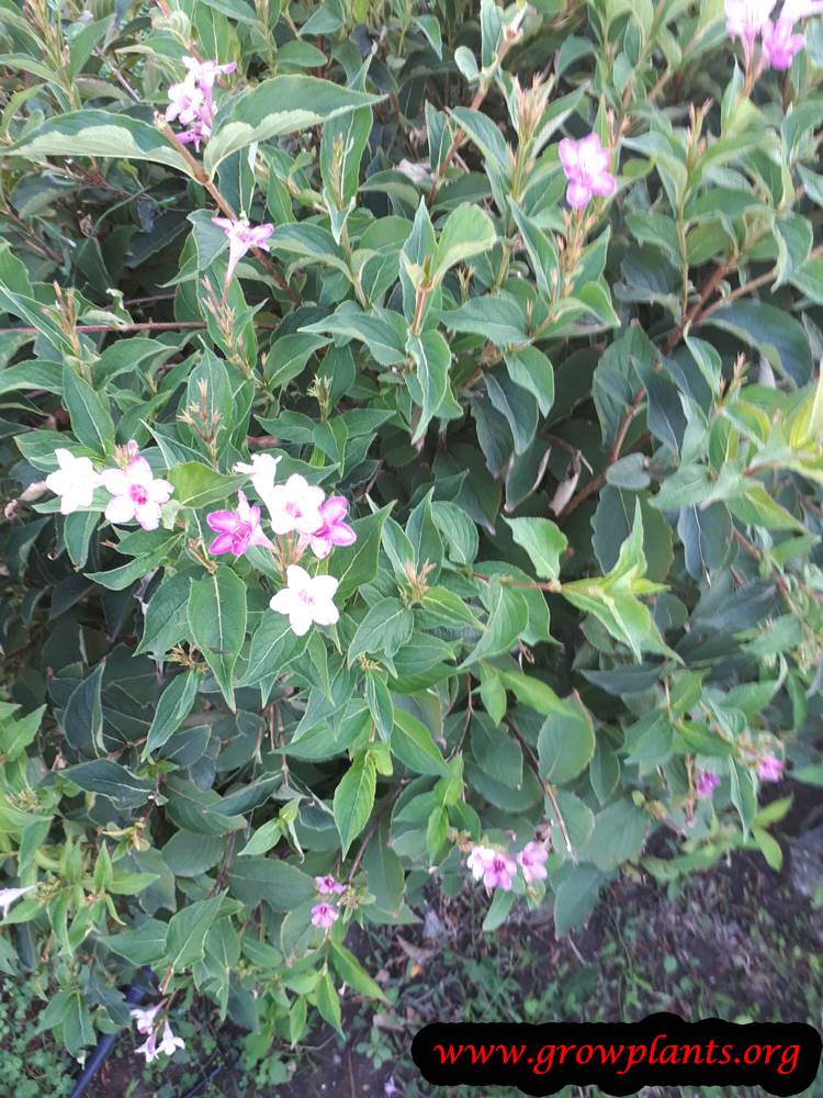 Weigela plant care
