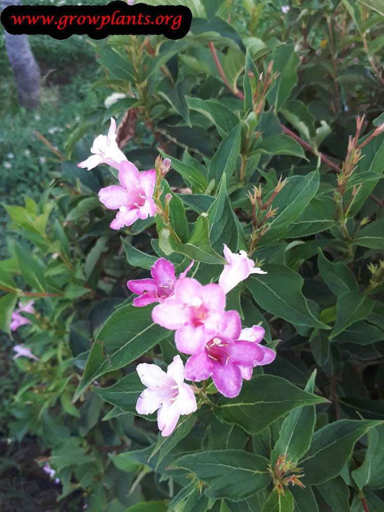 Growing Weigela