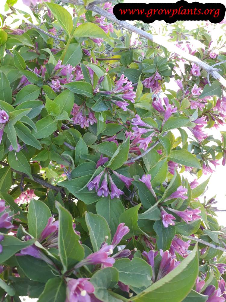 Weigela florida
