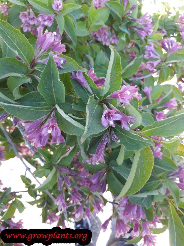 Weigela florida flower