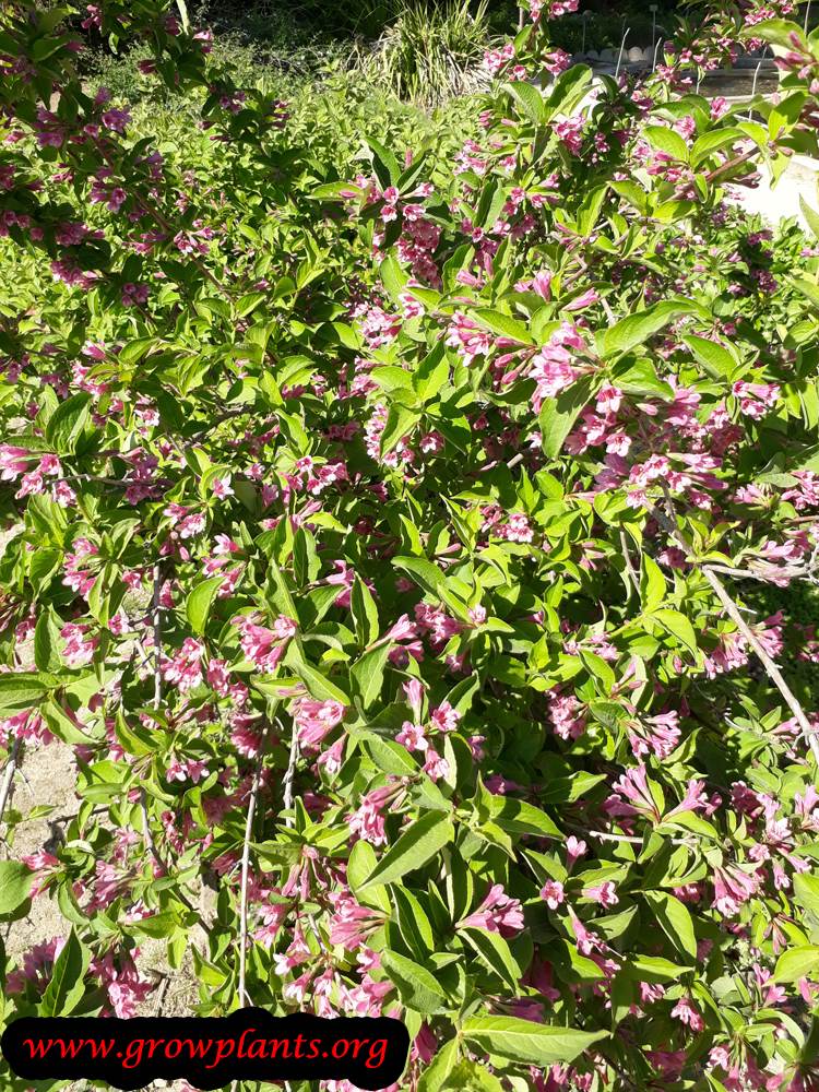 Weigela florida plant care