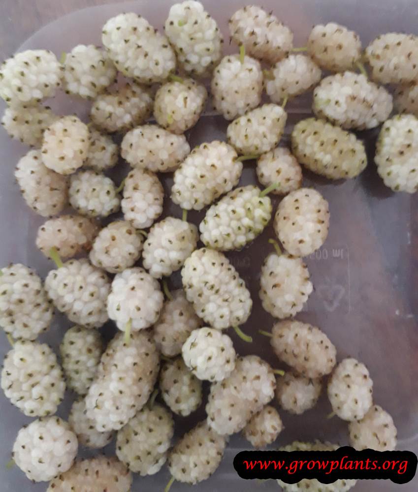 White mulberry fruit harvest