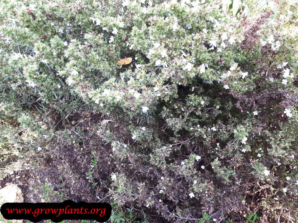 Winter savory harvest season