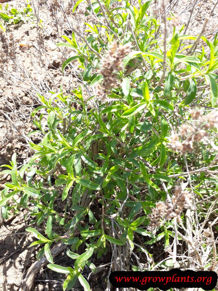 Winter savory planting season