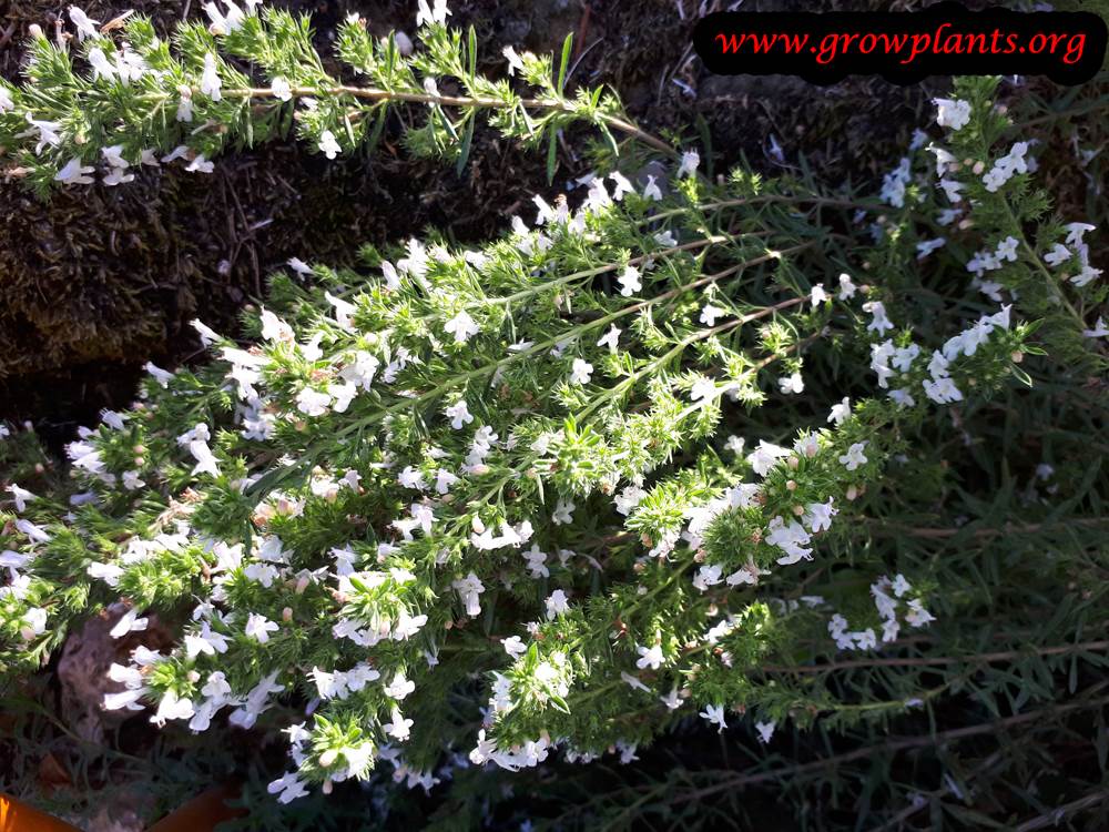 Winter savory blooming season