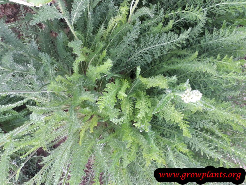 Yarrow
