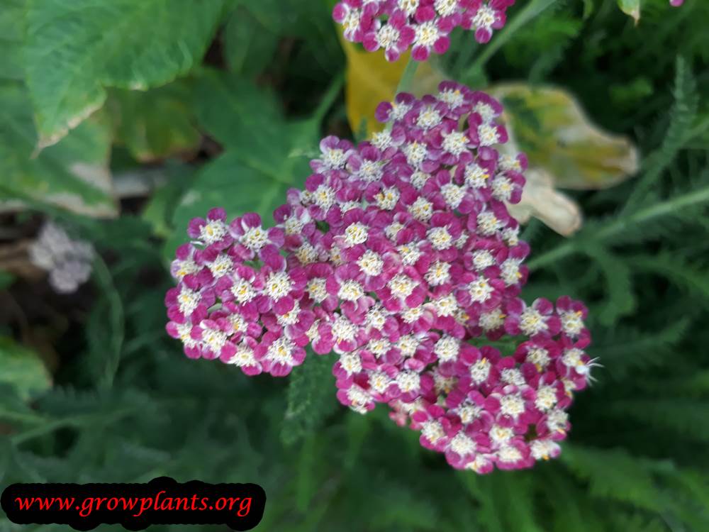 Yarrow flower