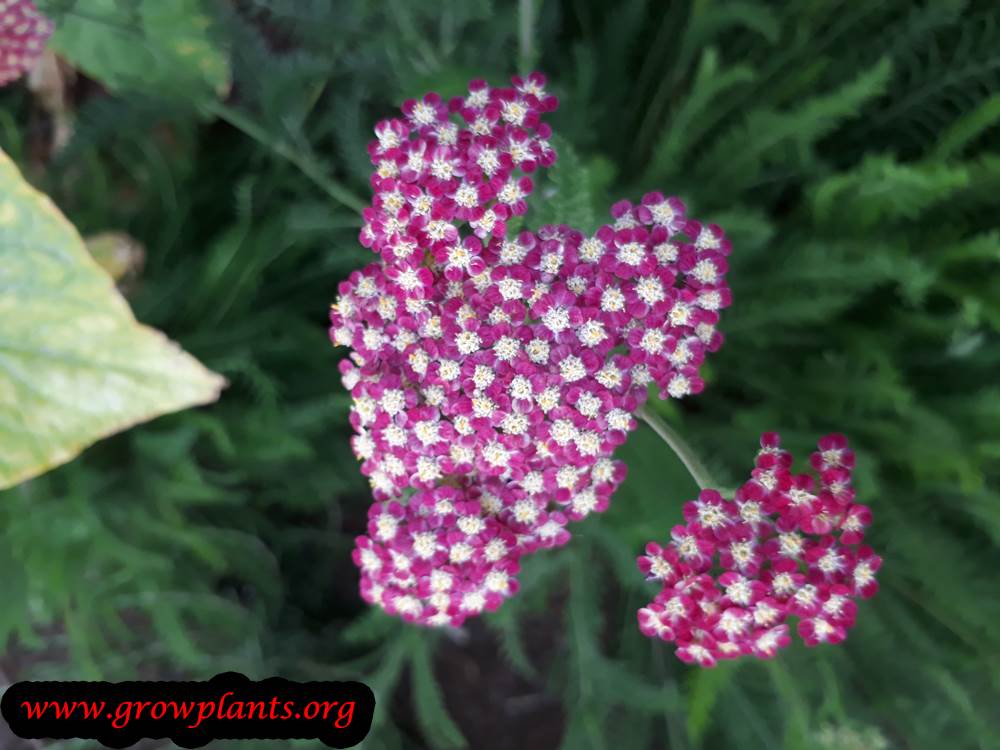 Yarrow plant care