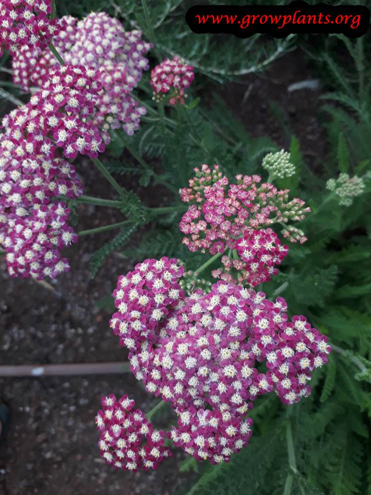 Growing Yarrow flowers