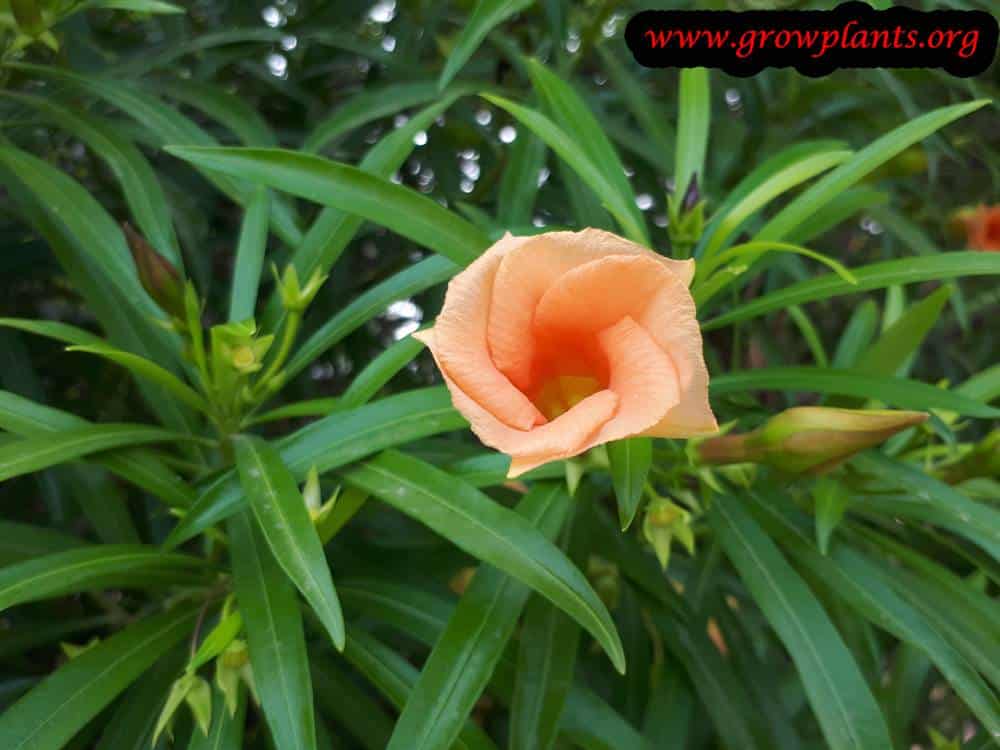 Yellow oleander orange flowers