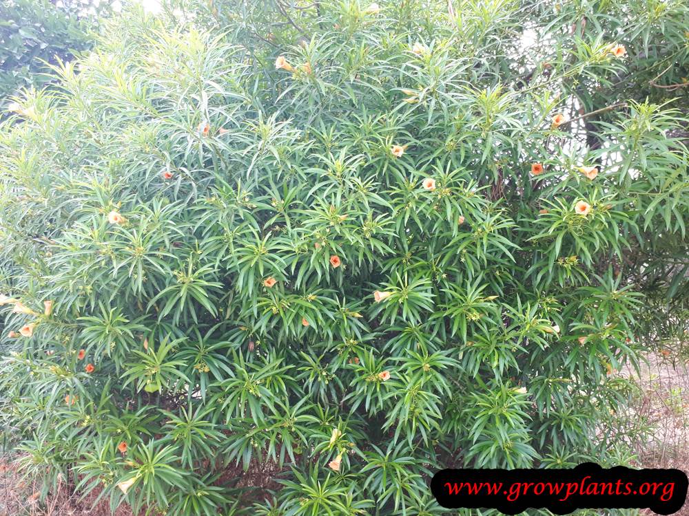 Yellow oleander blooming season