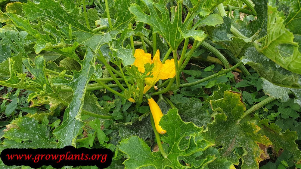 Yellow summer squash plant care