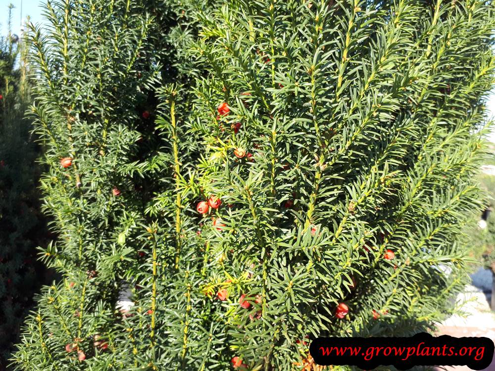 Yew tree How to grow & care