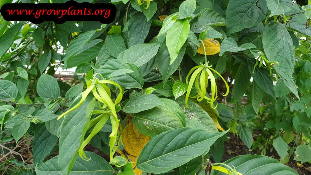 Ylang ylang tree care