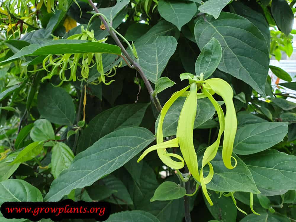 Ylang ylang flower