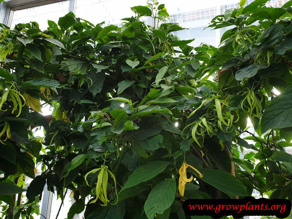 Ylang ylang plant care