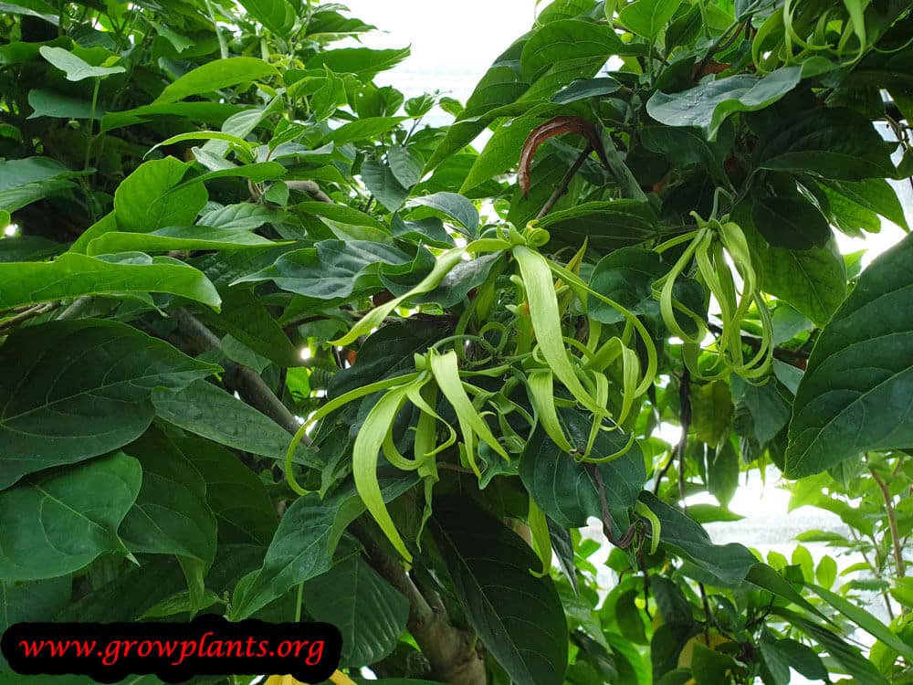 Ylang ylang flower harvest